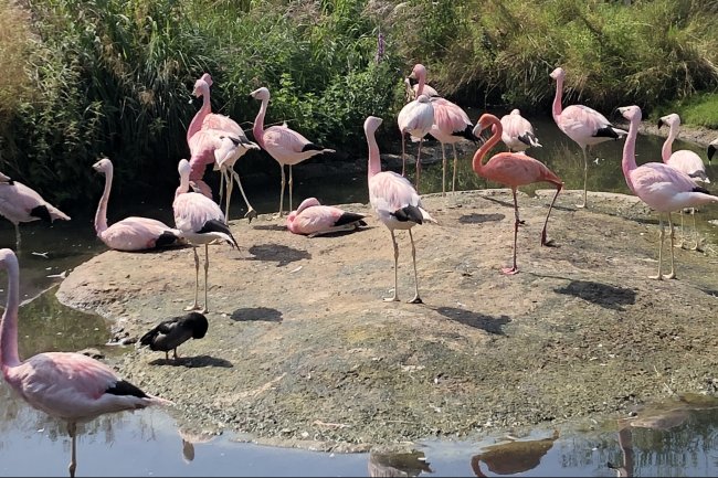 Disabled Access Audit - Slimbridge Wetland Centre - Image 1