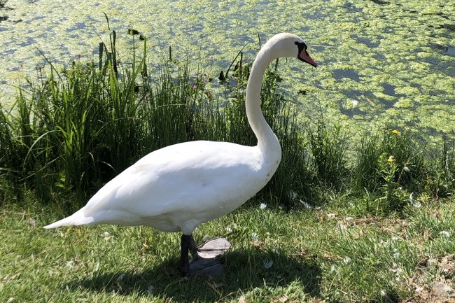 Disabled Access Audit - Slimbridge Wetland Centre - Image 2