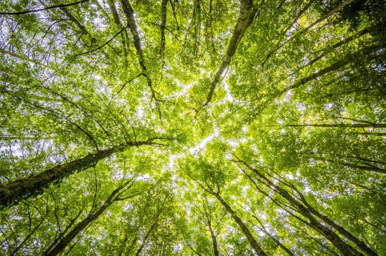 Ecology Planning – Biodiversity Net Gain Ecology Planning – Biodiversity Net Gain
