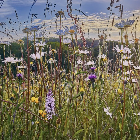 BNG Consultation Document Published  BNG Consultation Document Published